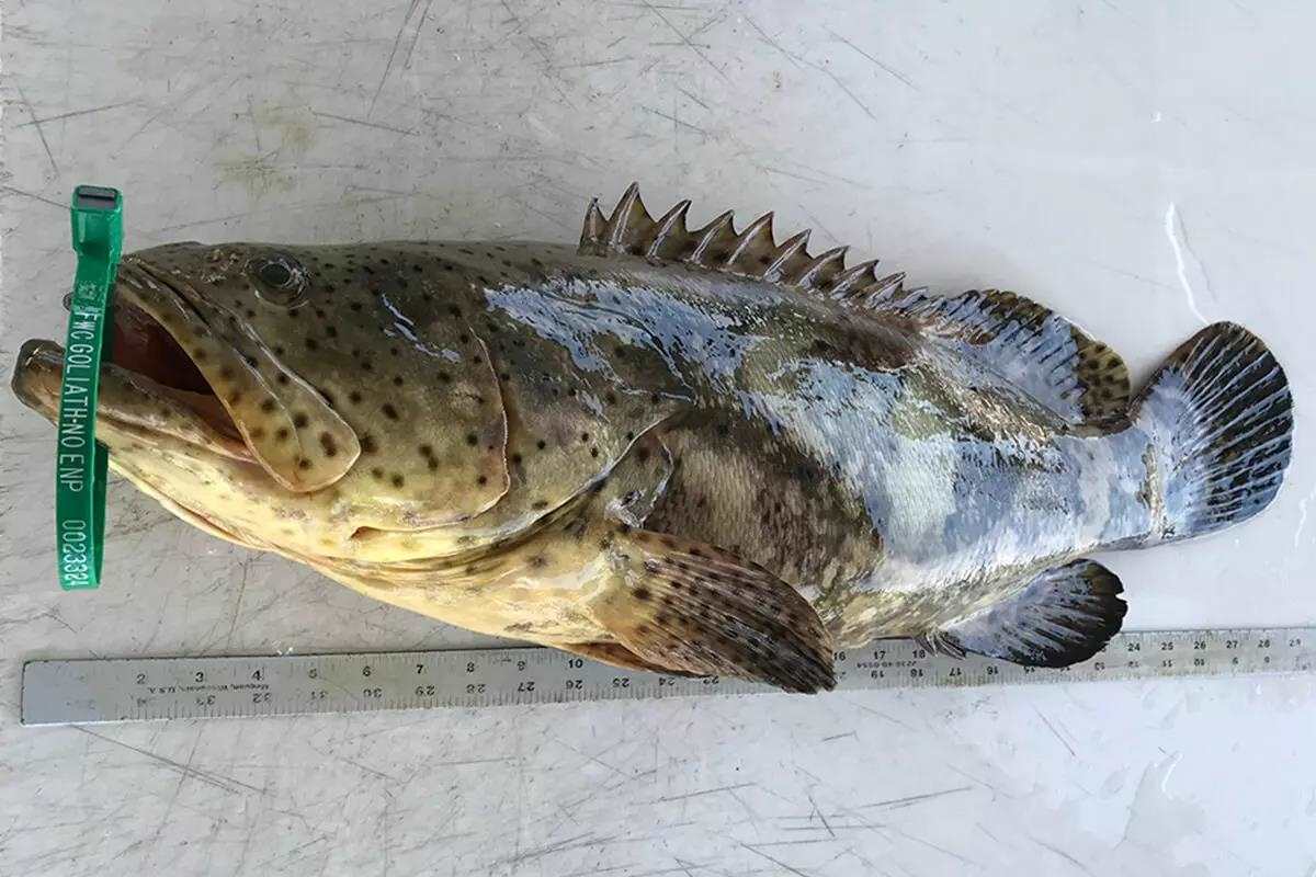 What You Need to Know for the 2024 Goliath Grouper Season