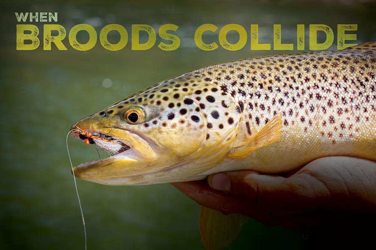 Fly Fishing 2024's Cicadapacolypse: When Broods Collide