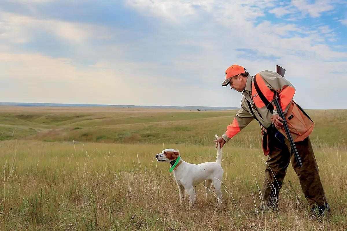 When Is It Okay to Train Your Dog on Wild Birds?