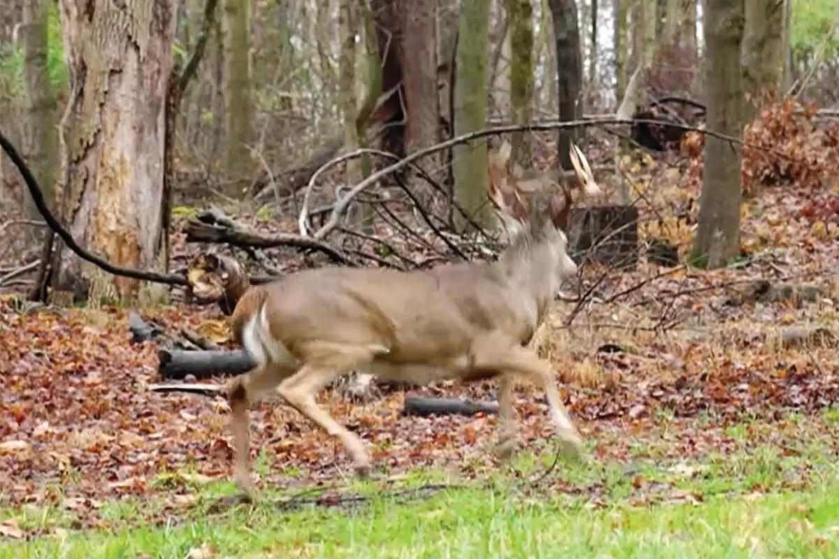 arrow on way toward lunging whitetail buck