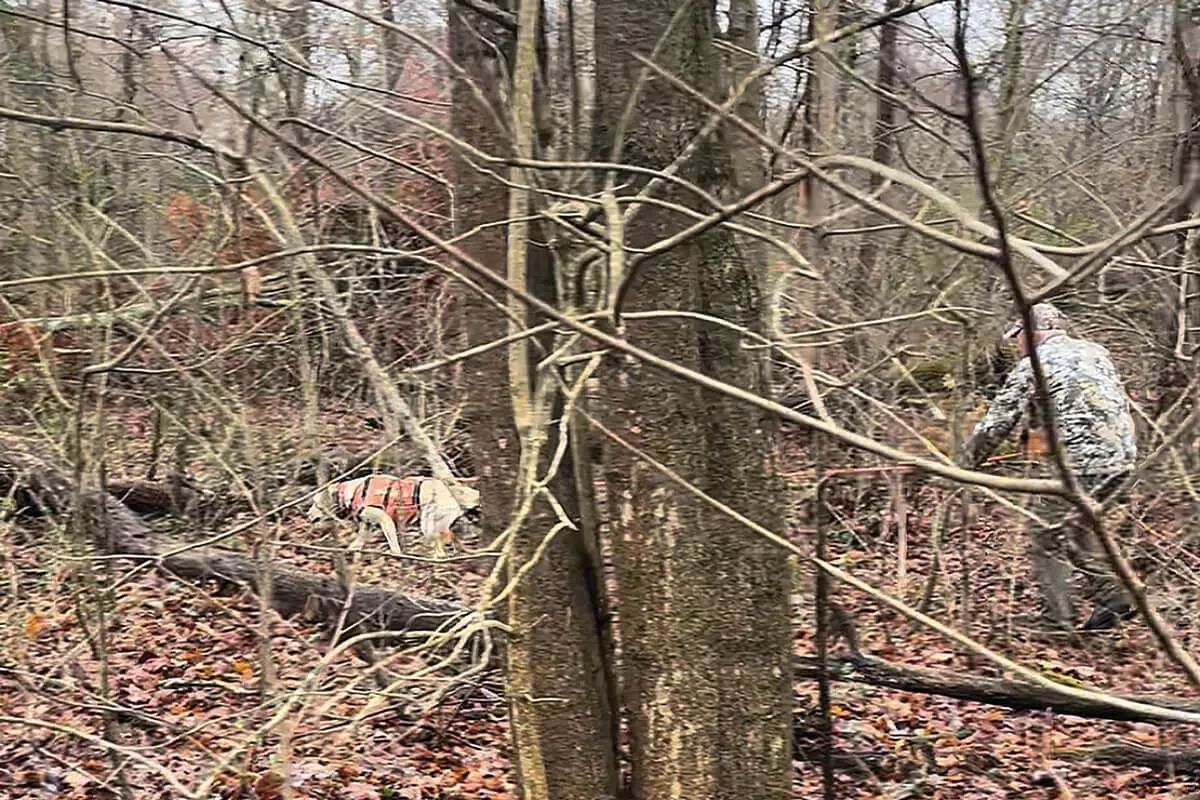 tracking dog at work