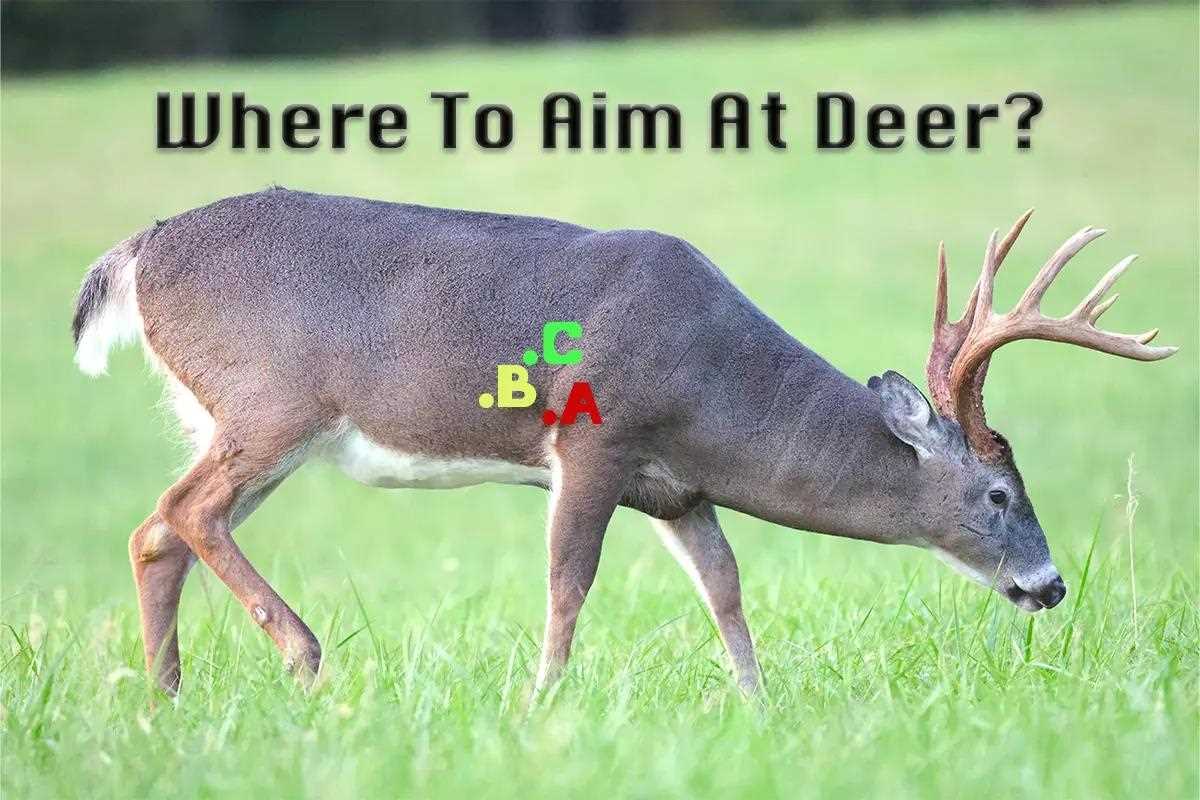 Informative Breakdown of Where to Aim at Deer & the Results
