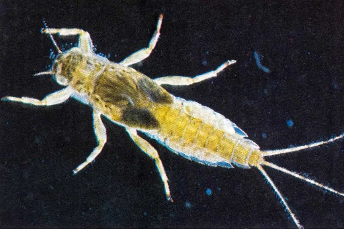 Large Stonefly Nymphs