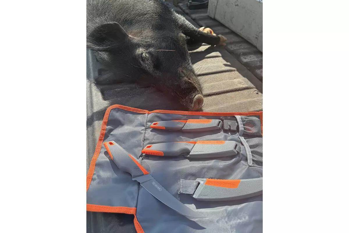 set of knives for field processing of a wild hog