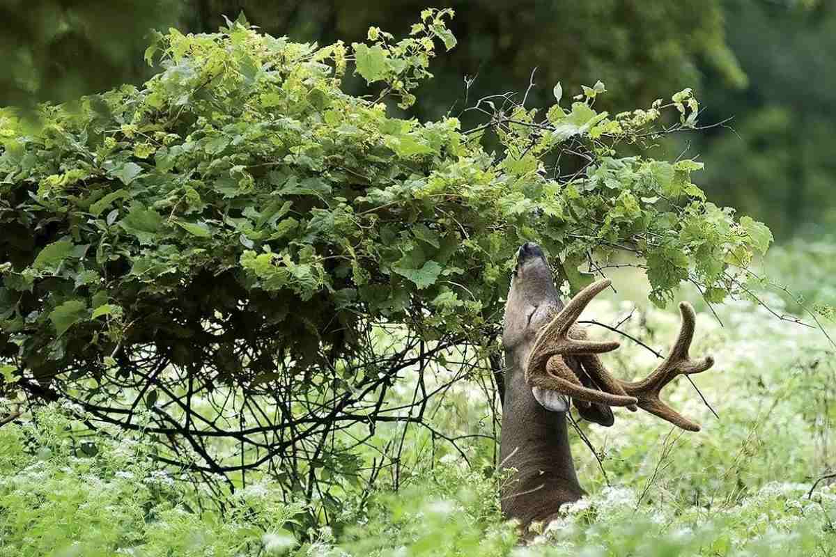 This is Why You Should Plant Shrubs for Whitetails