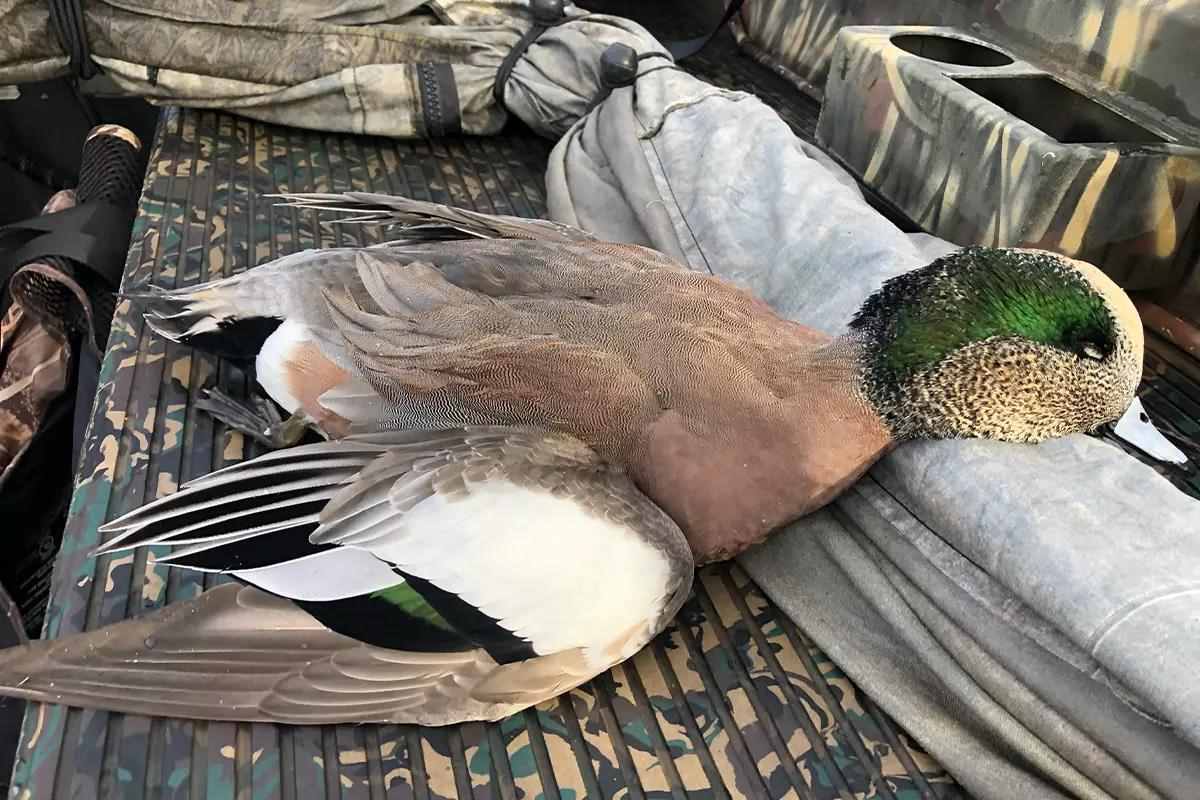 Waterfowl ID: The American Wigeon