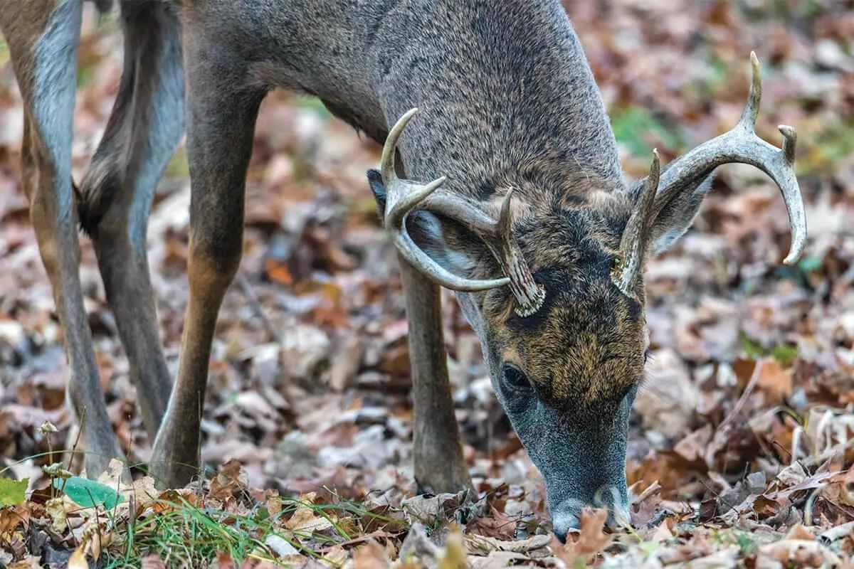 Will Acorns Help You Fill Your Whitetail Tag?