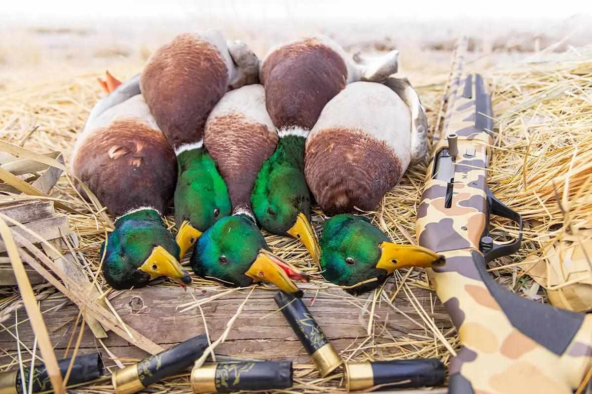 shotgun and ducks