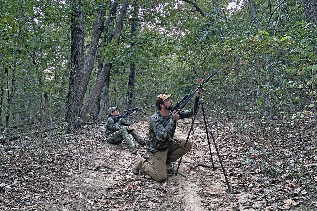 looking for squirrels in the canopy