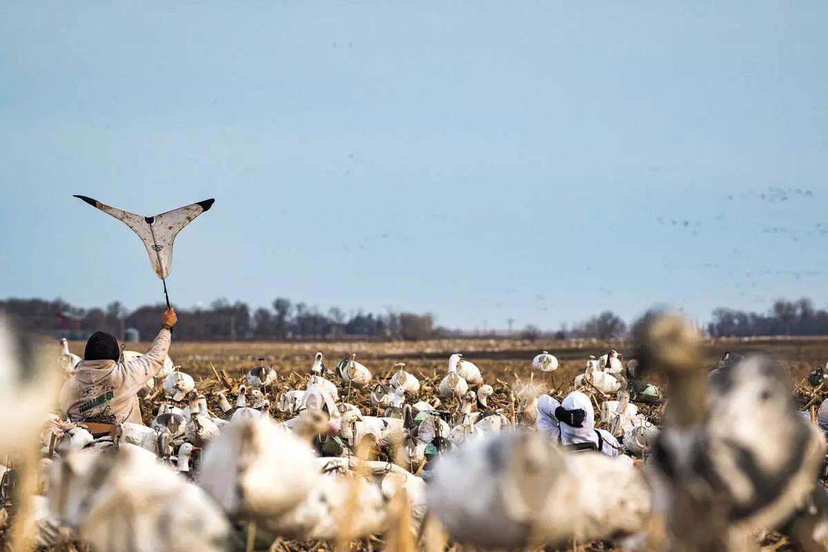 Windsock Spreads for Snow Geese