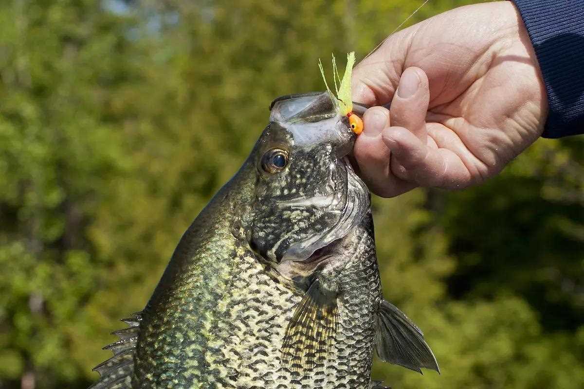 Lure Options for Winter Crappies 
