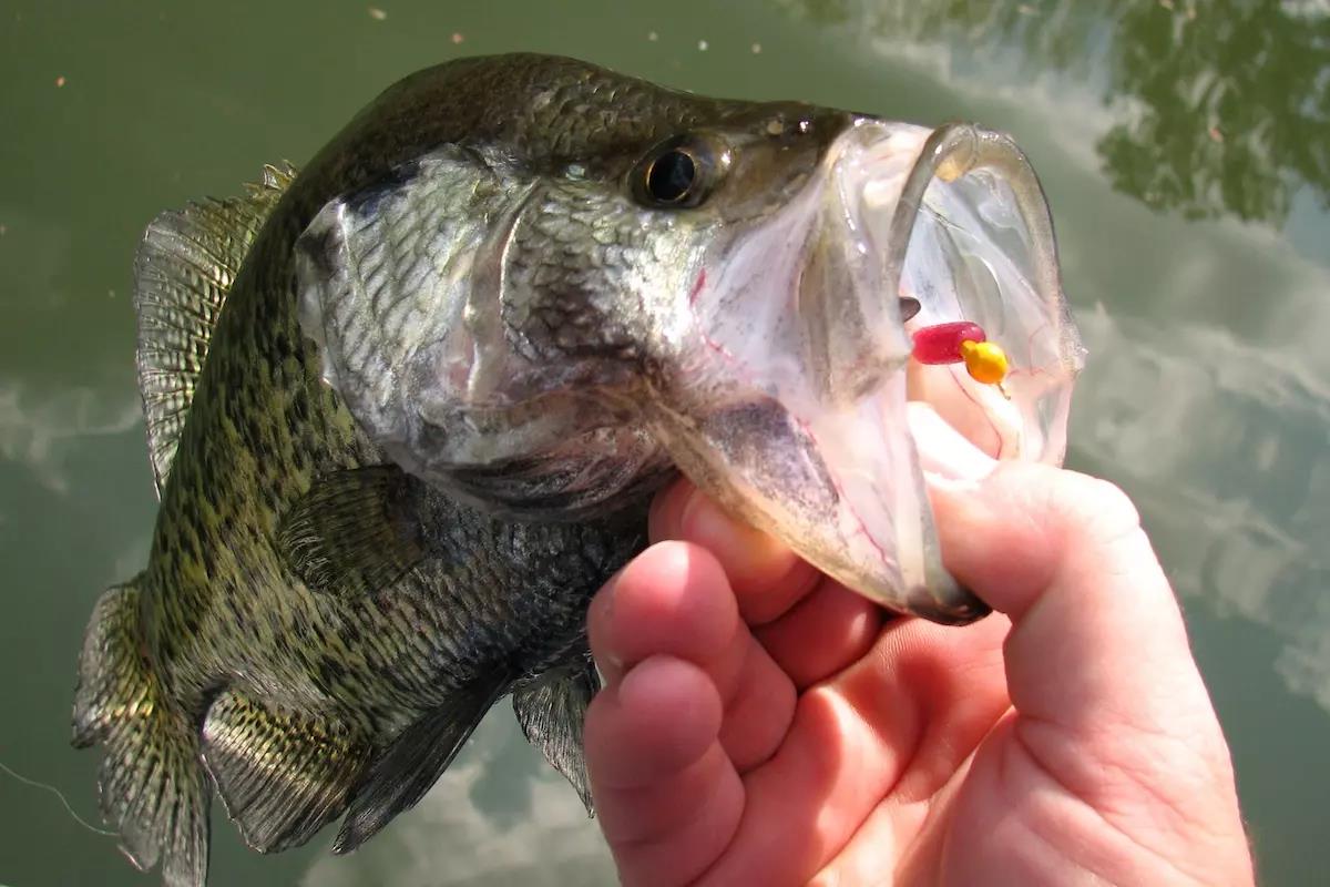 Adams Stays on Top of Eufaula's Wintertime Crappie