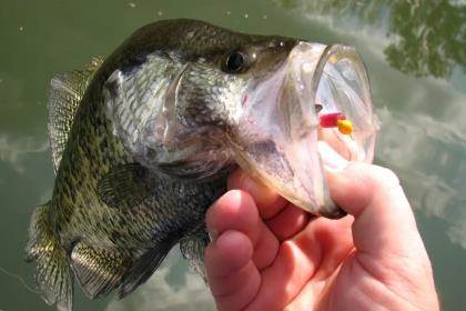 Color-Coded Crappie: Choose Your Bait Options Wisely - Game & Fish
