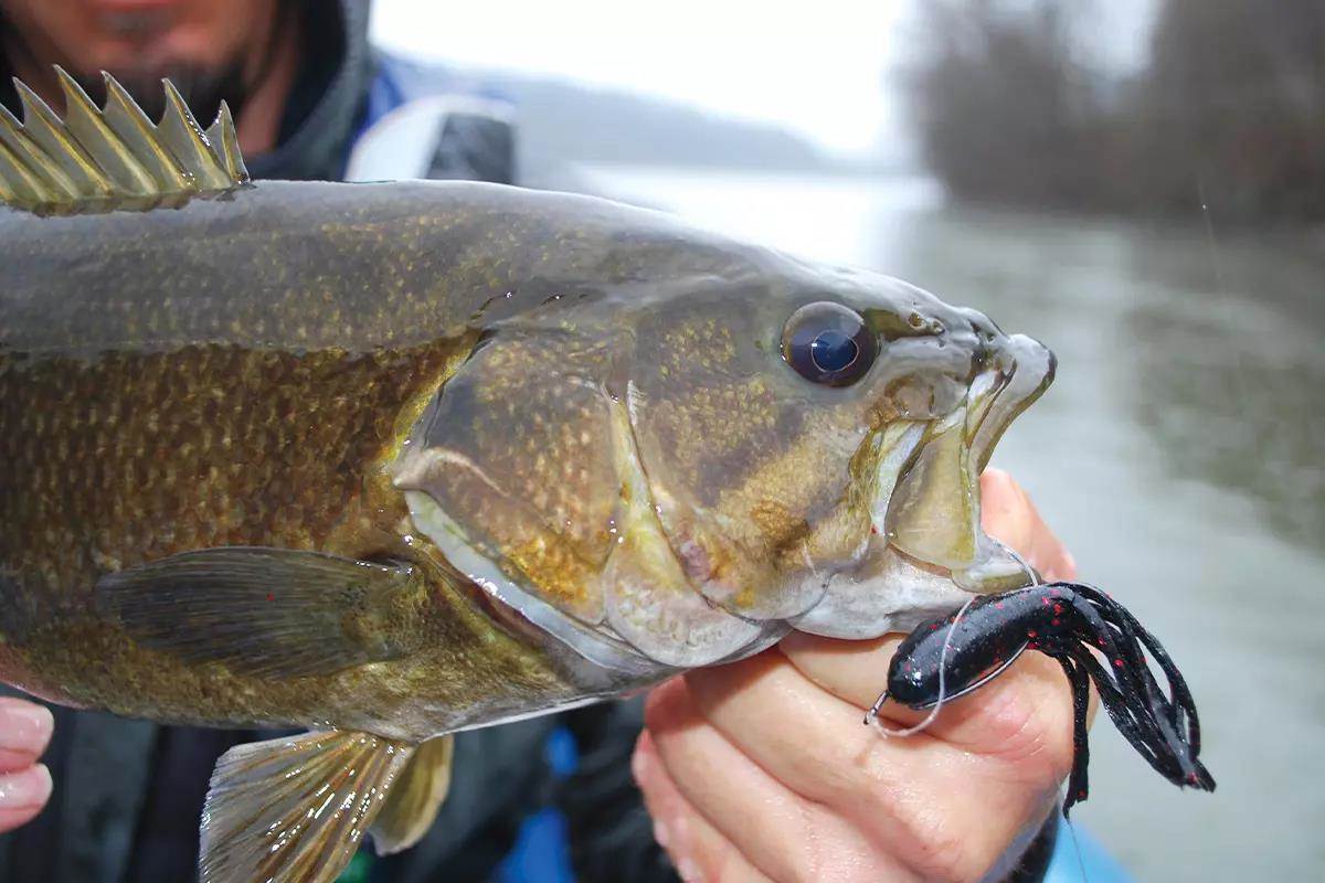Late-Winter Tactics for Big-River Smallies - Game & Fish