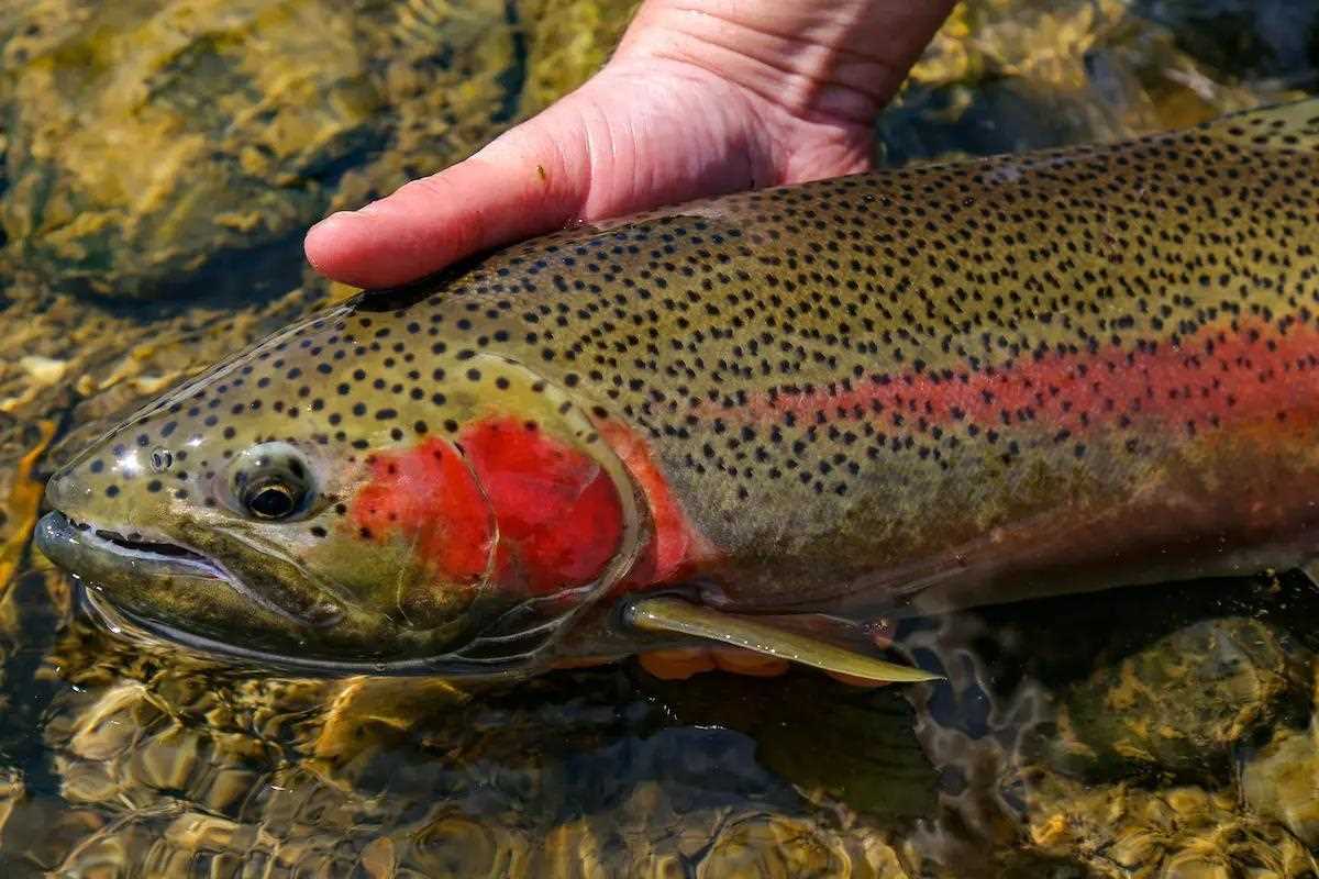 Feather and Flash: Choose the Right Fly for Winter Steelhead
