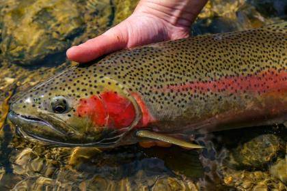 Trout & Salmon Fishing - Destinations, Records, Flies & Rigs - Game & Fish
