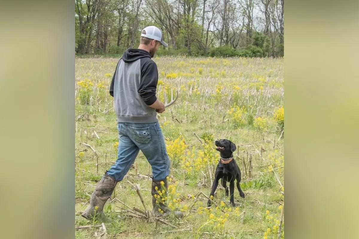 Handler training a dog with a shed antler