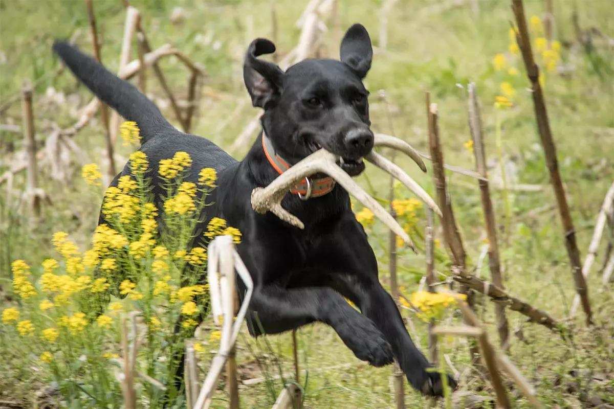 Black lab with an antler