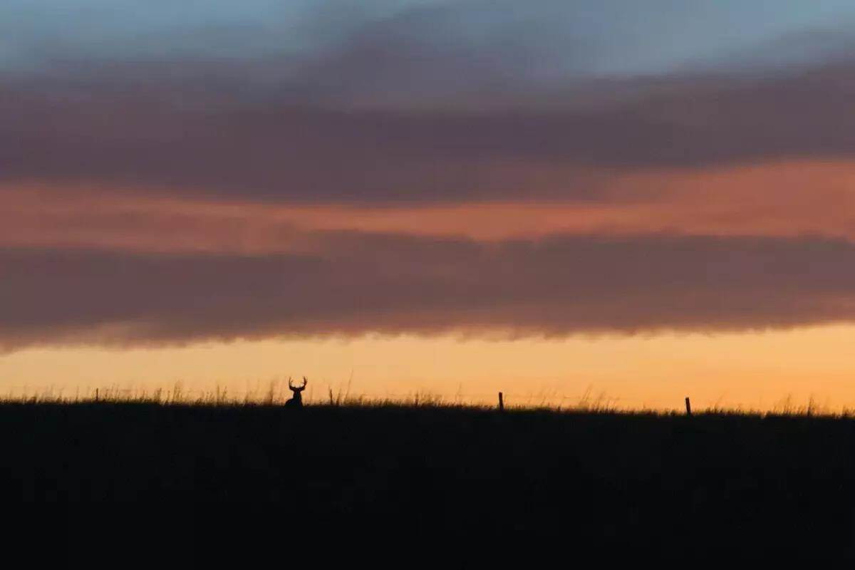 buck on the horizon in sunset
