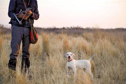 An English pointer puppy stands next to a dog trainer in a field of tall grass.