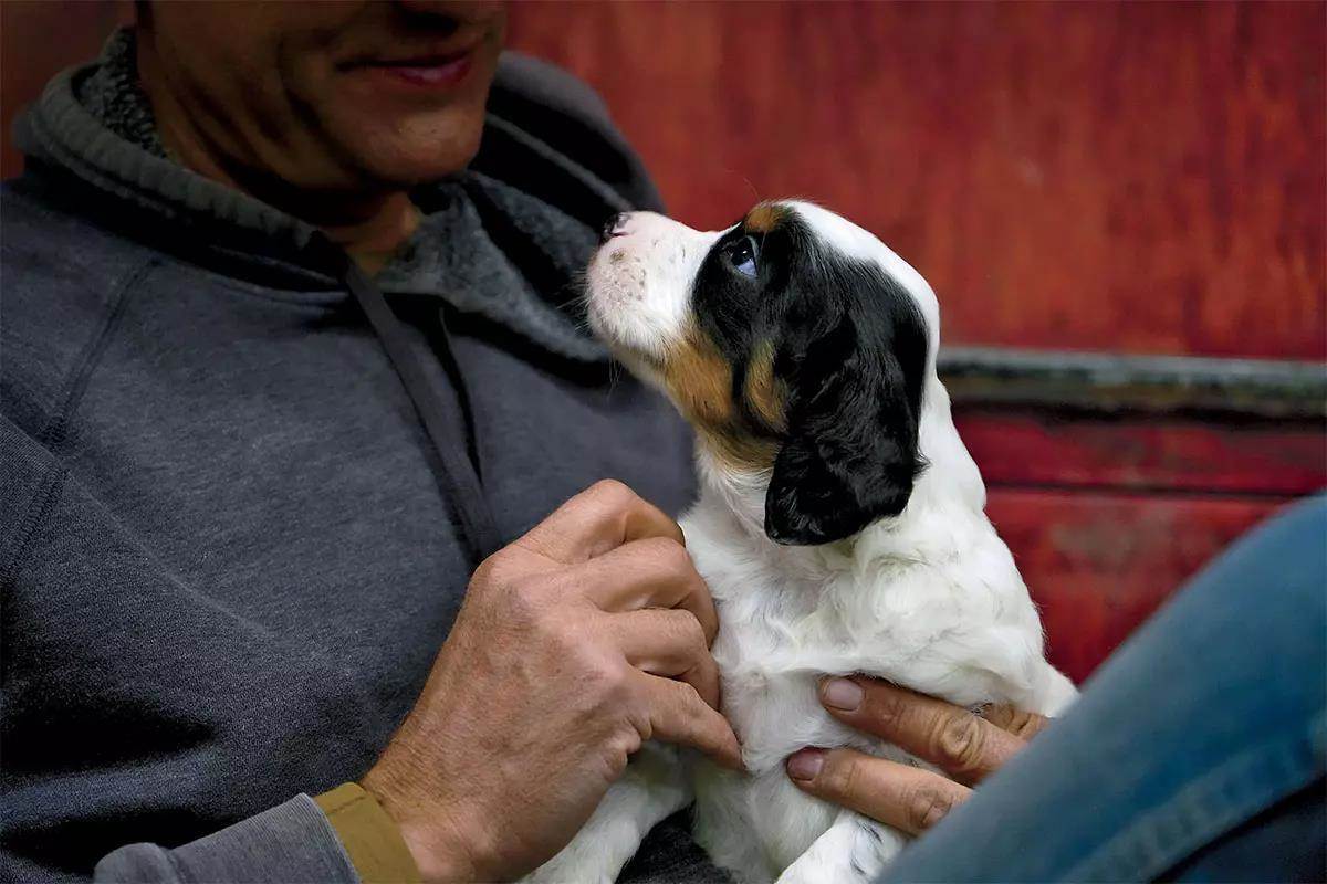 A puppy sits on a persons lap making eye contact with them.
