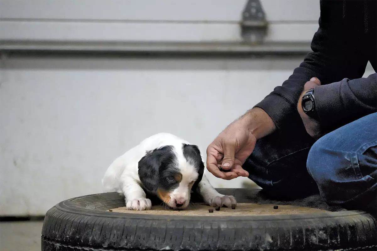 An English setter puppy gets up onto a tire to eat food off of the top.