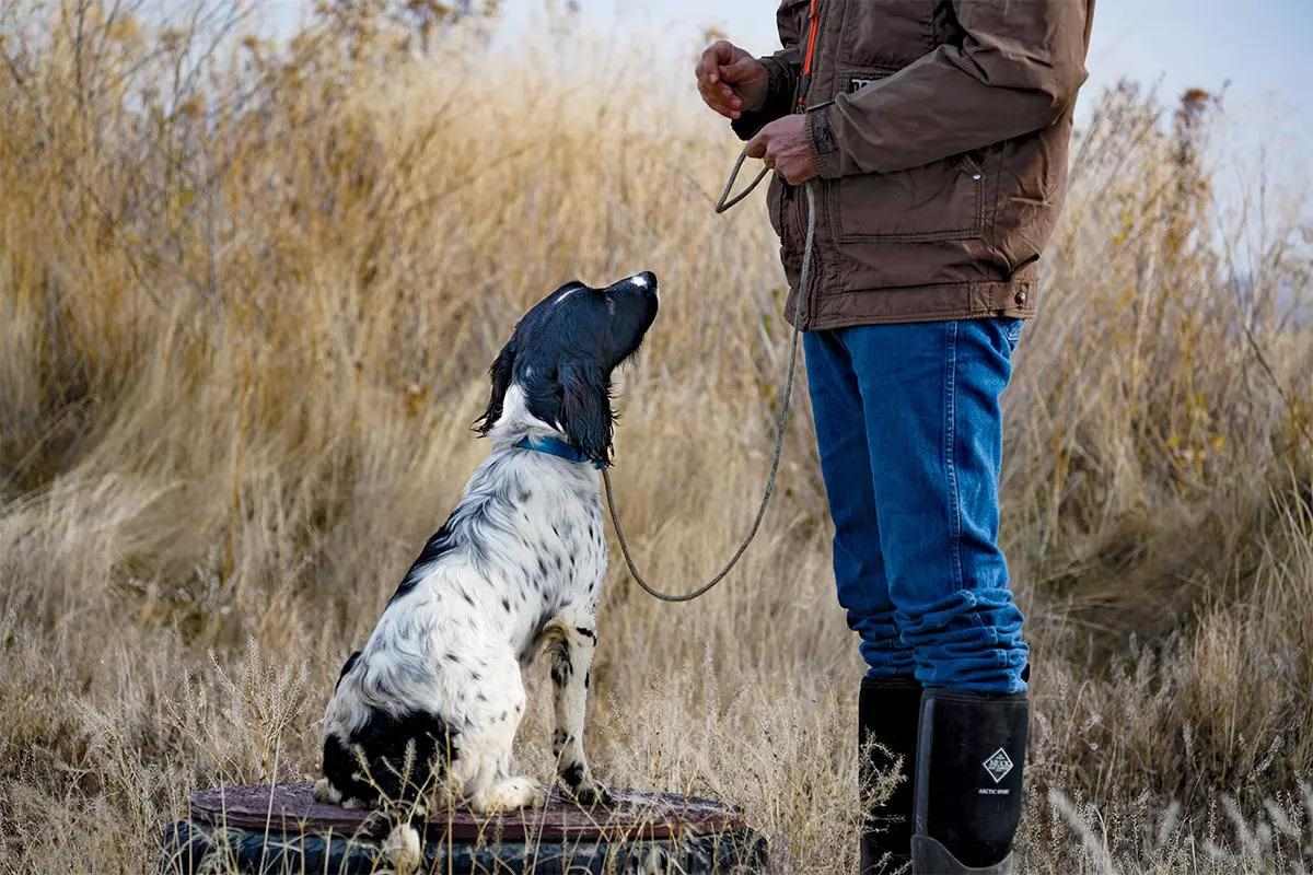 An English springer puppy sits on a tire looking up at its trainer.