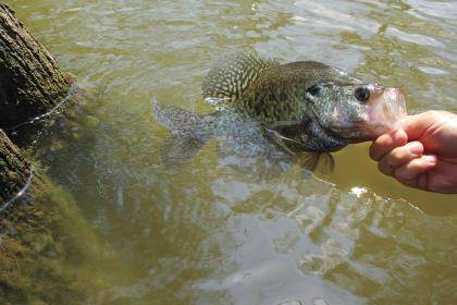 How to Stuff a Crappie Tacklebox - Game & Fish