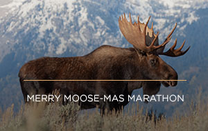 Merry Moose-mas