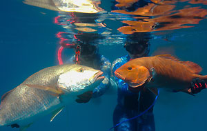 Julie Higgs Spearfishing