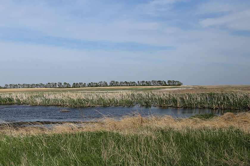 North Dakota wetland