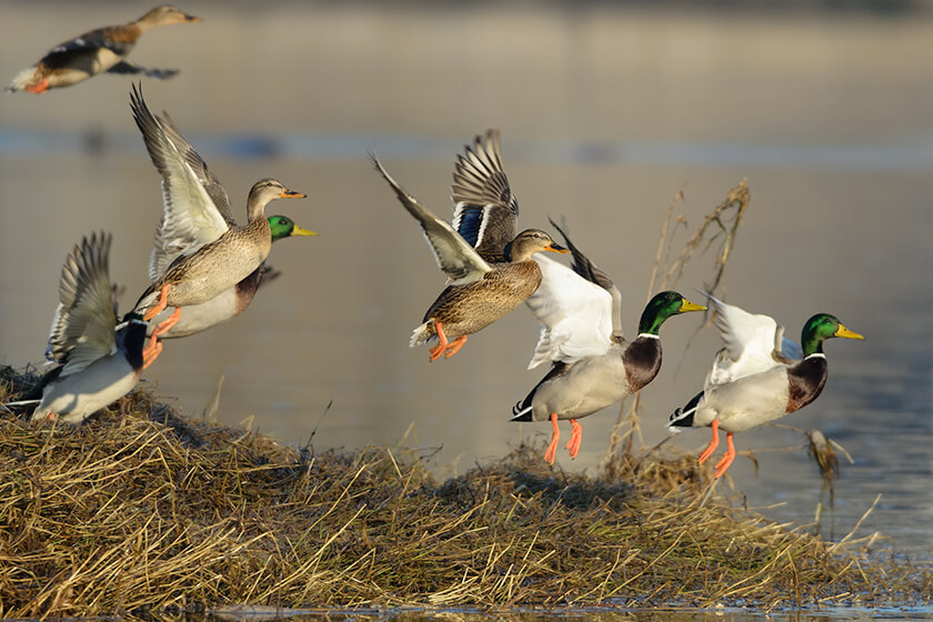 2021 North Dakota Survey Indicates Ducks are in Decline