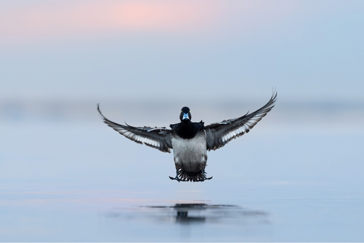 Drake Bluebill flying over water