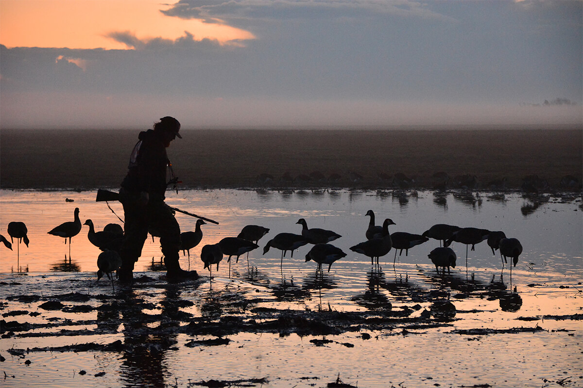 waterfowl hunter in goose decoys at sunrise