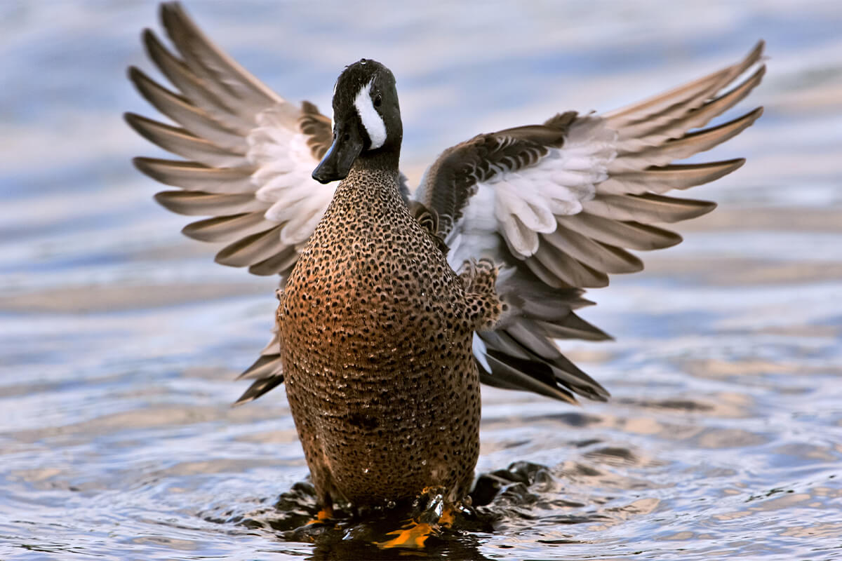 The 2022 North Dakota Spring Breeding Duck Survey Results Are In With Good News!