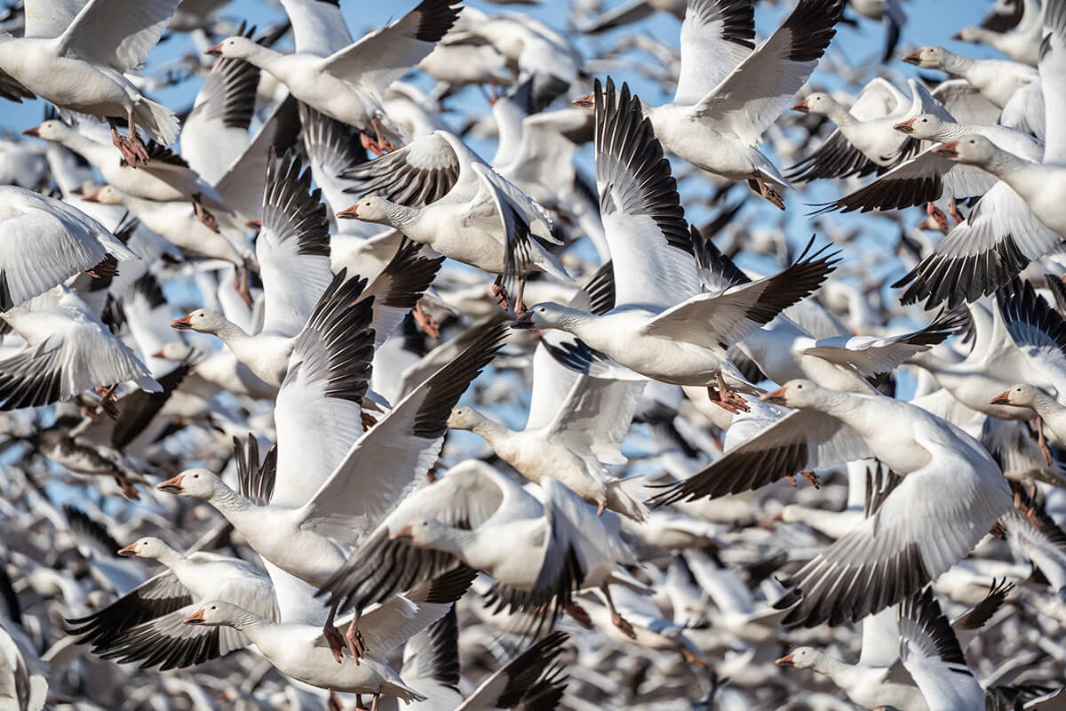 2022 Spring Snow Goose Hunting Season Forecast 