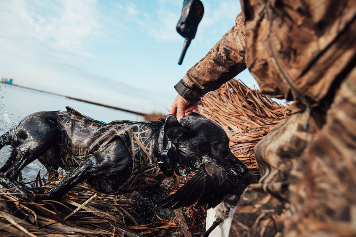 The Atlantic Flyway: Filled with History and Opportunities