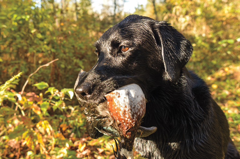 Oral Health is Critical for Your Retriever 