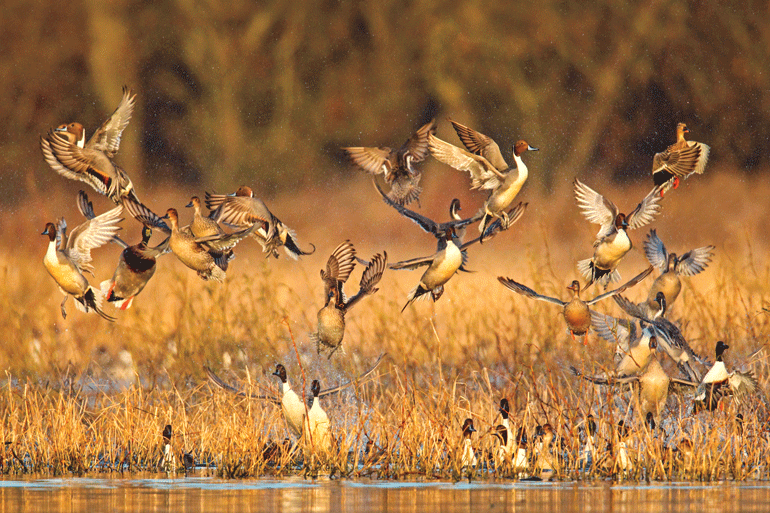 Duck Data: Should It Factor Into Your Hunting Plans?
