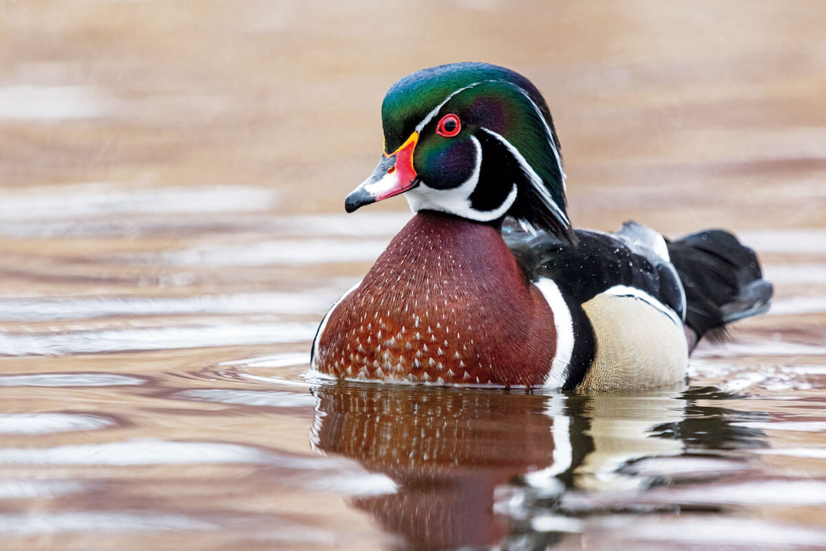 Duck Hunting Season Saskatchewan: Best Spots Revealed!