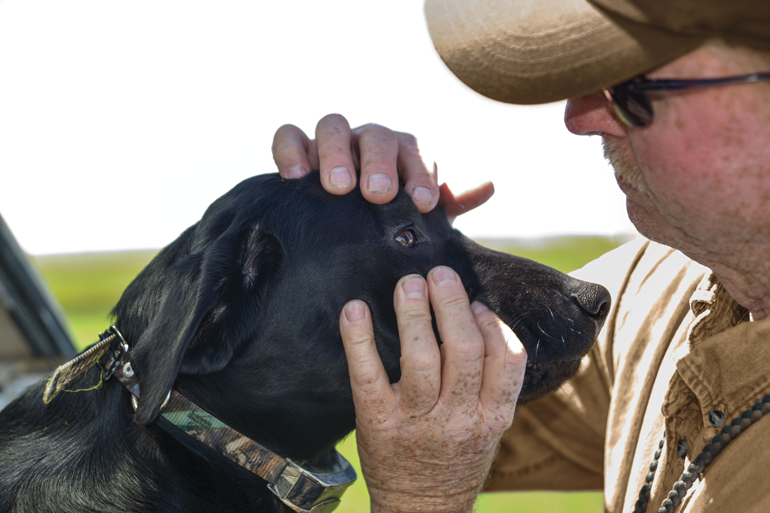 Duck Dog Eye Concerns