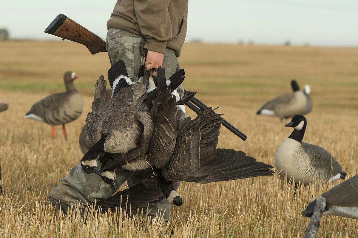 BREAKING NEWS: APHIS Alters Stance, Restricted Duck and Goose Imports Now Allowed from Canada Under New Regs