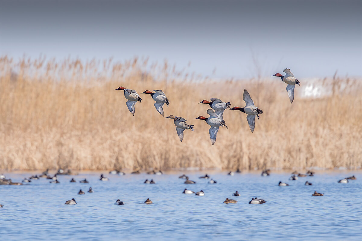 Are Blizzards Good for Waterfowl?