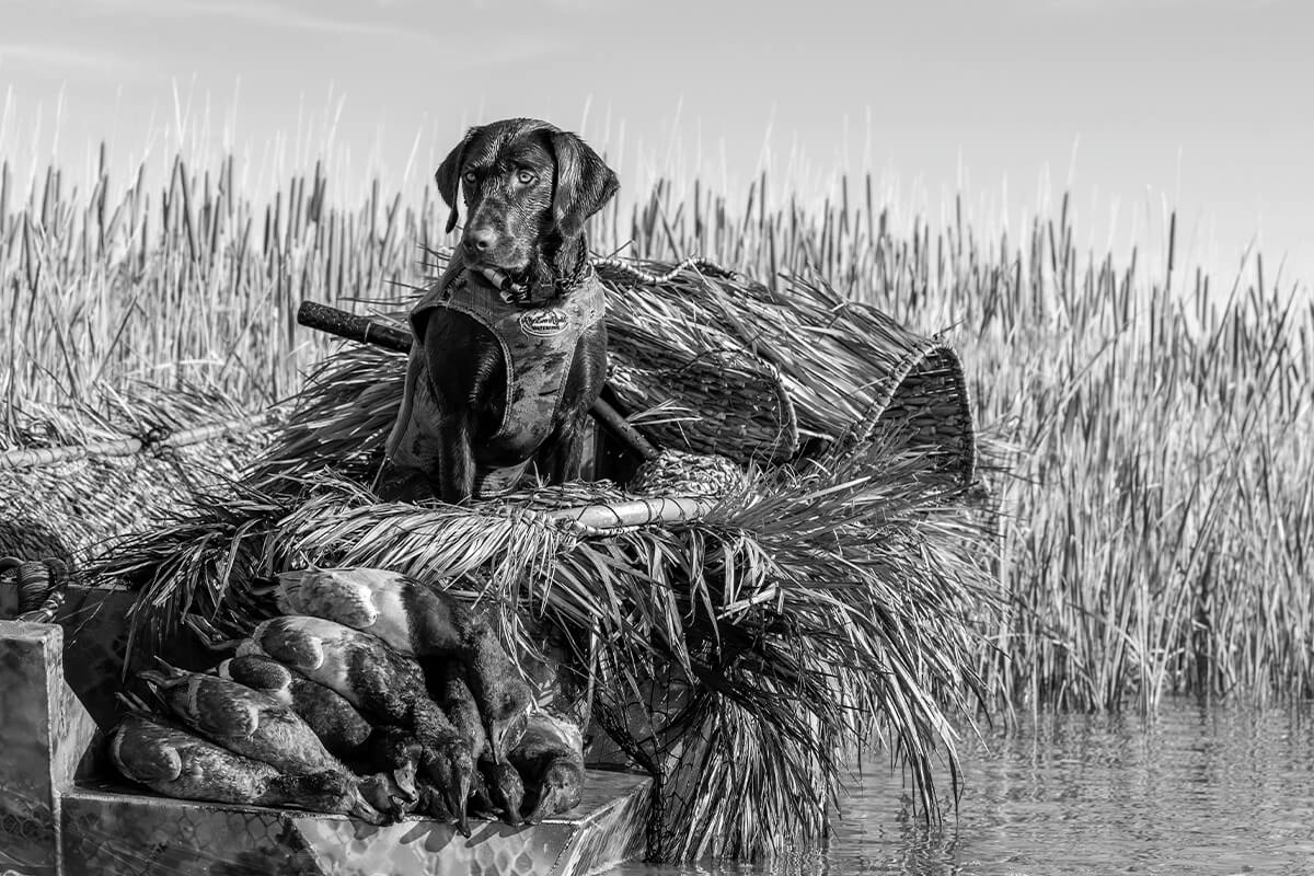 How to Choose the Best Dog Stand for Duck Hunting