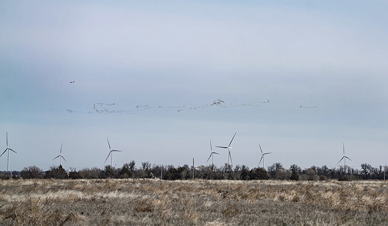 Is Wind Energy Killing Our Ducks?