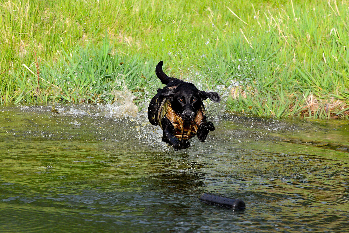 How To Make the Most of Off-Season Dog Training