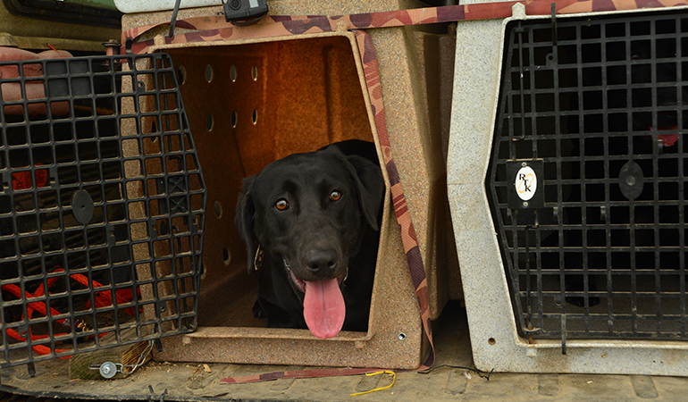 5 Best Duck Dog Kennels