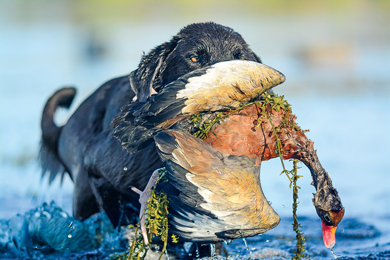 black lab retrieving black-bellied duck