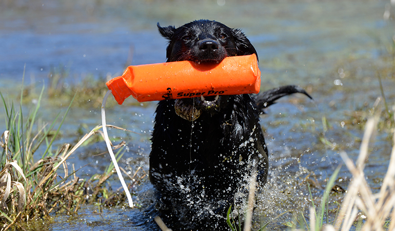 Dog shop retrieving toys