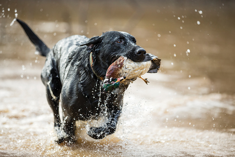 How to Prevent CCL Injuries in Labrador Retrievers